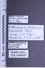 Etiketten zu Esthesopus atripennis (Candèze, 1860) (NHMW-ZOO-COL-0006937)